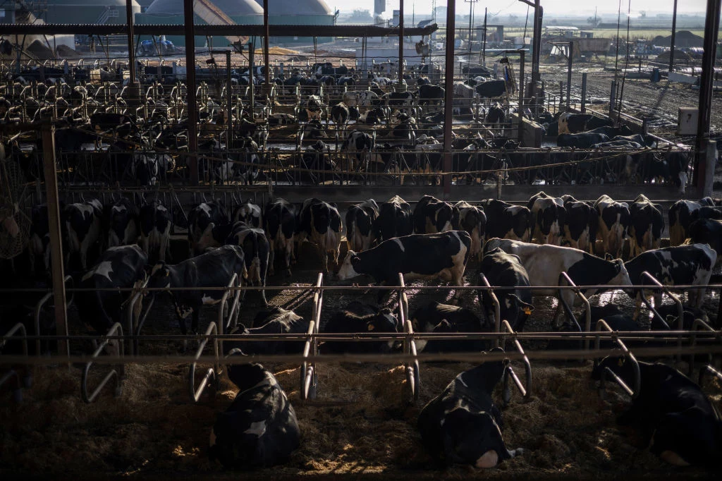 Przemysłowa hodowla zwierząt jest odpowiedzialna ze emisje gazów cieplarnianych
