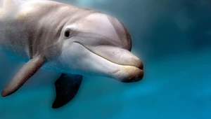 W ciałach delfinów wykryto rtęć. Zmiany w zachowaniu, a nawet śmierć