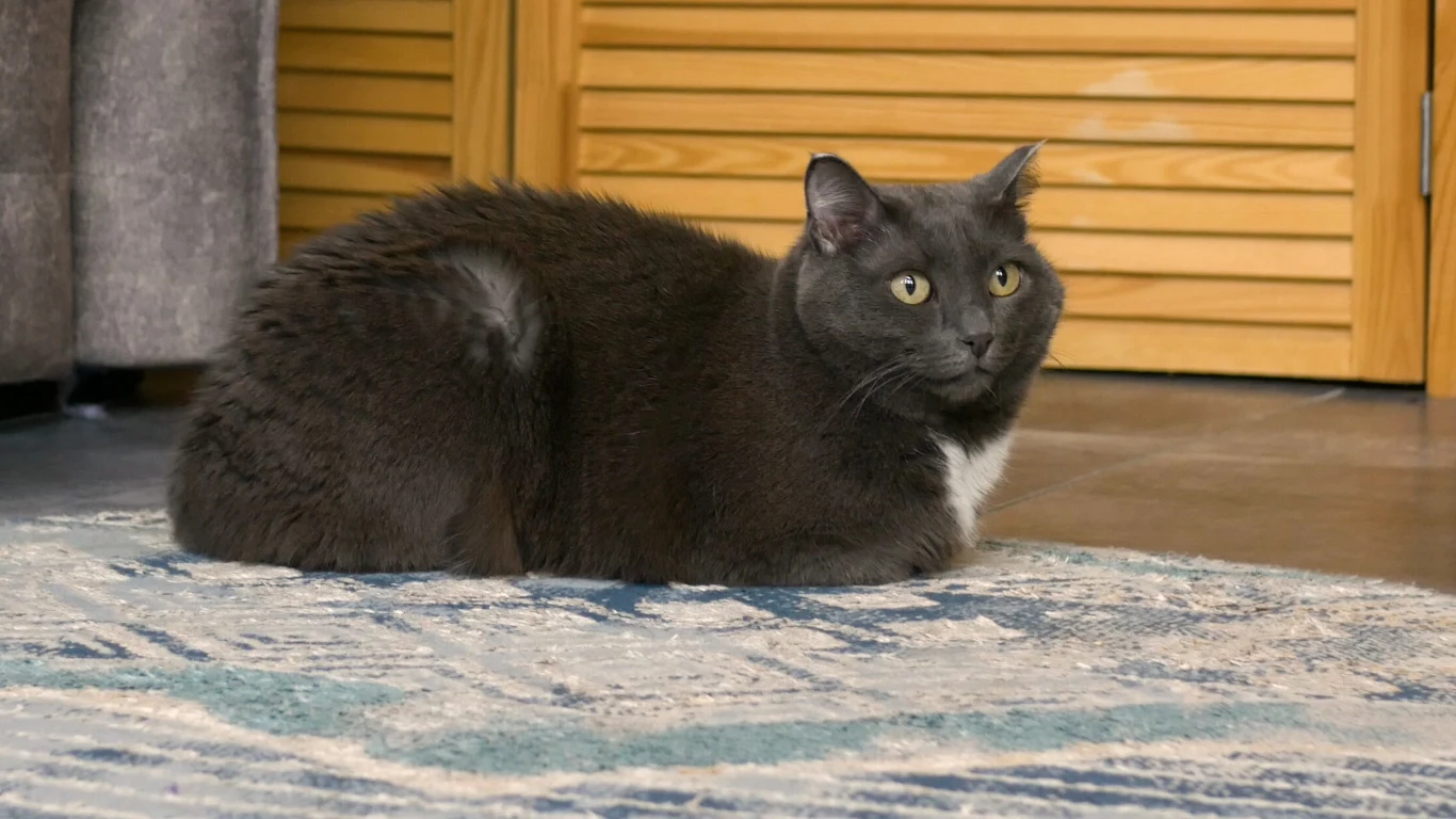 10-letni kot w przeliczeniu na ludzkie lata miałby ok. 56 lat 