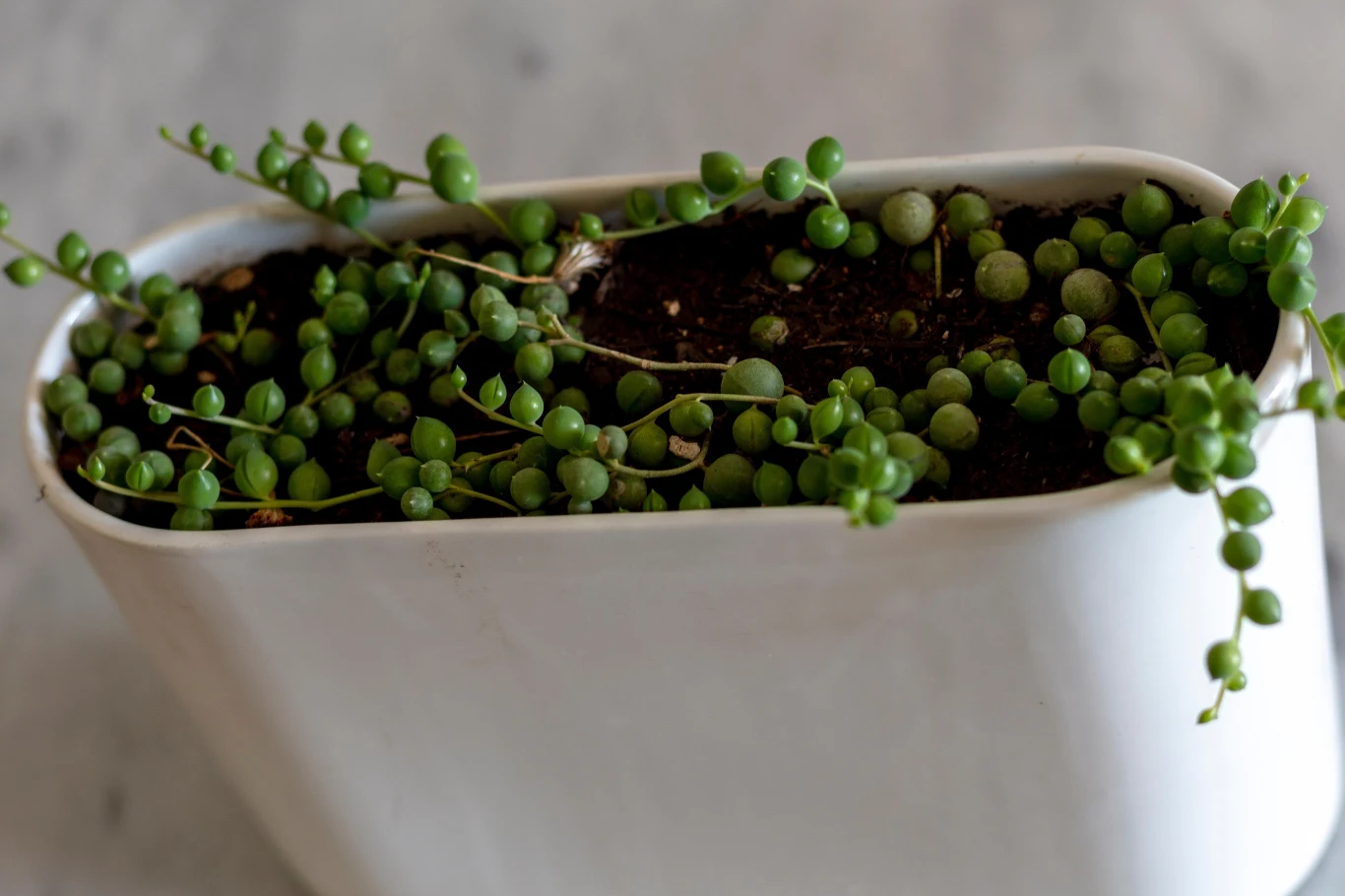 Sznur pereł to roślina wrażliwa i potrzebująca dobrej opieki