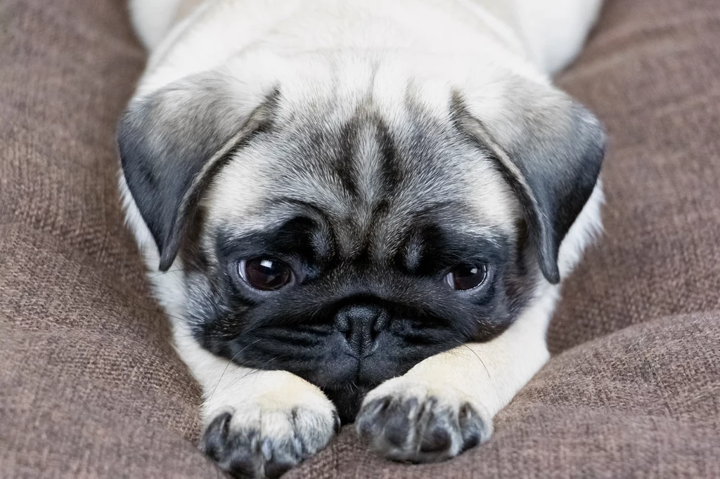 Zestresowany pies nie zawsze zachowuje się tak, jak możemy się spodziewać. Jak rozpoznać, że nasz pupil jest zlękniony?