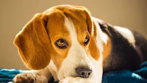Kompulsywne wylizywanie łap u psa jest jednym z sygnałów permanentnego stresu