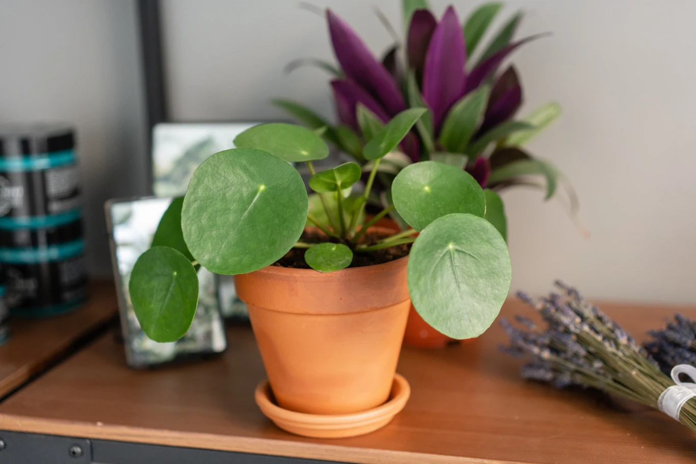 Pilea to zgrabny okaz odpowiedni do większości wnętrz Pilea to zgrabny okaz odpowiedni do większości wnętrz