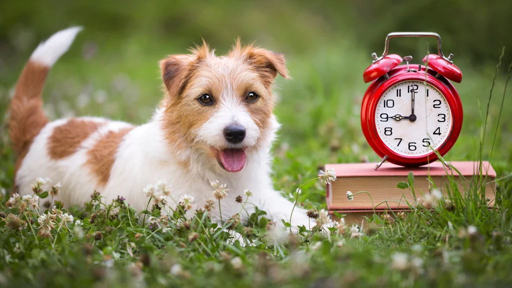 Irlandzcy naukowcy przyjrzeli się temu, jak zwierzęta postrzegają czas. Wyniki ich badań są bardzo ciekawe