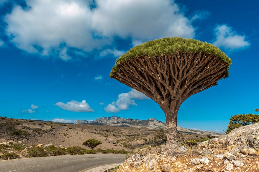 Drzewo Dracaena cinnabari, nazywane także "smoczym", wygląda jak Drzewo-Dom z filmu "Avatar"