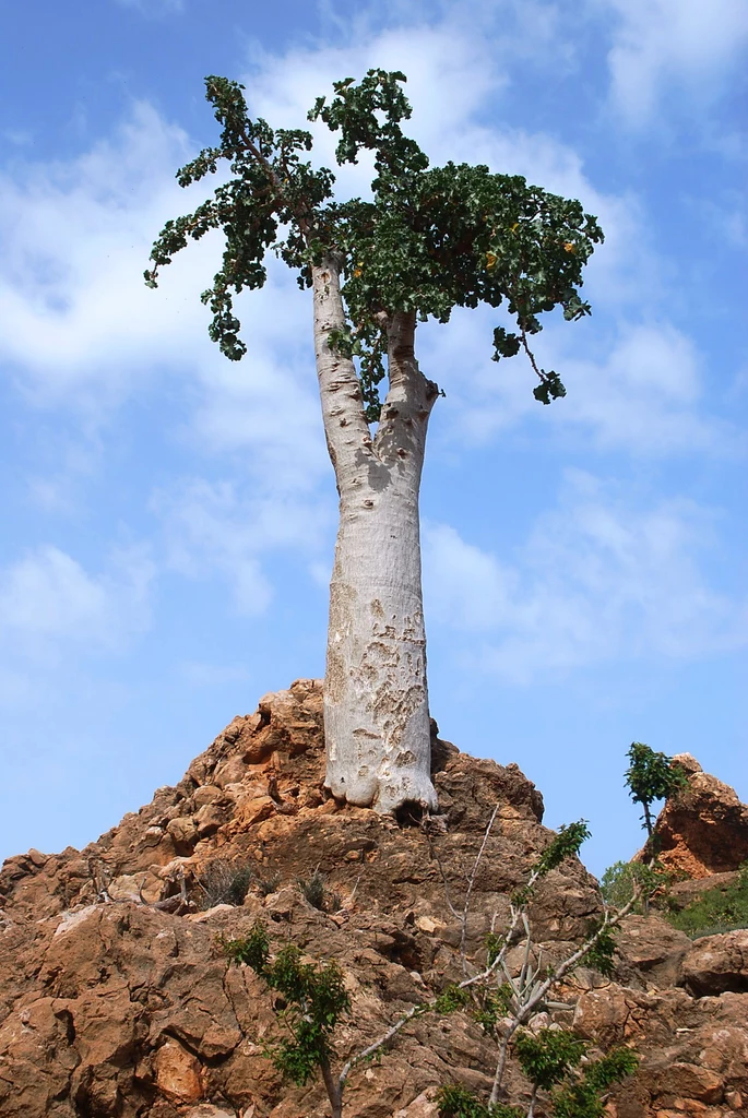"Drzewo ogórkowe" - Dendrosicyos socotrana - występuje wyłącznie na wyspie Sokotra