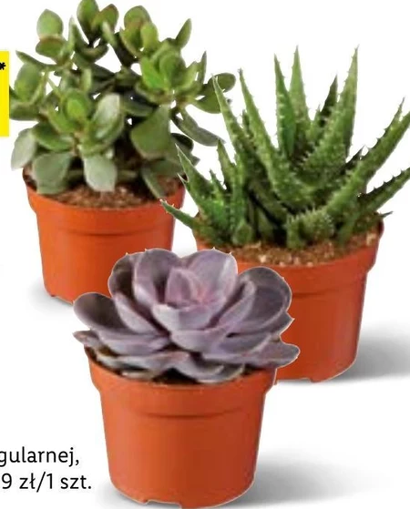 Sukulent