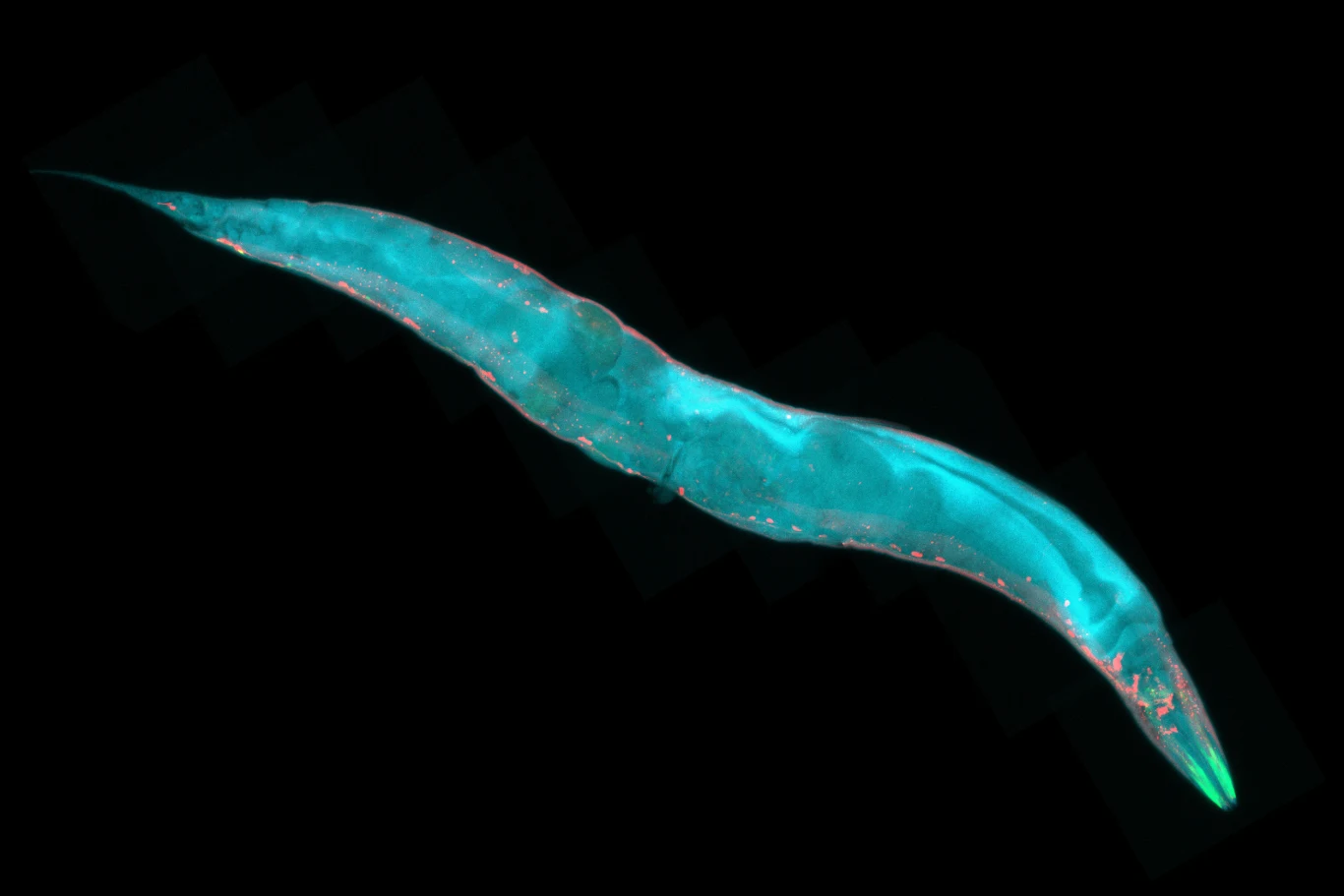Naukowcy wykorzystali nicienie gatunku Caenorhabditis elegans. Jest on częstym materiałem badawczym w eksperymentach nad procesem starzenia się organizmów Naukowcy wykorzystali nicienie gatunku Caenorhabditis elegans. Jest on częstym materiałem badawczym w eksperymentach nad procesem starzenia się organizmów
