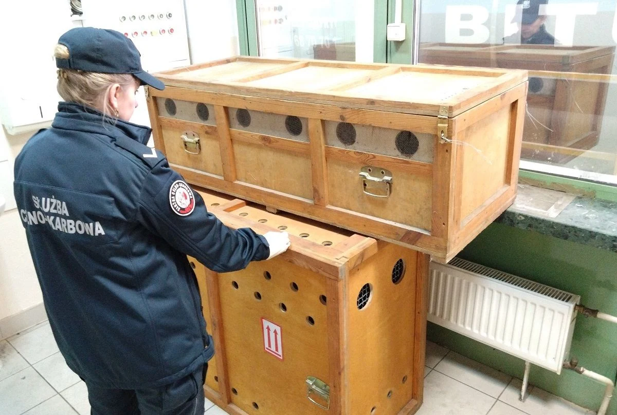 Ptaki zostały przewiezione do ośrodka dla zwierząt