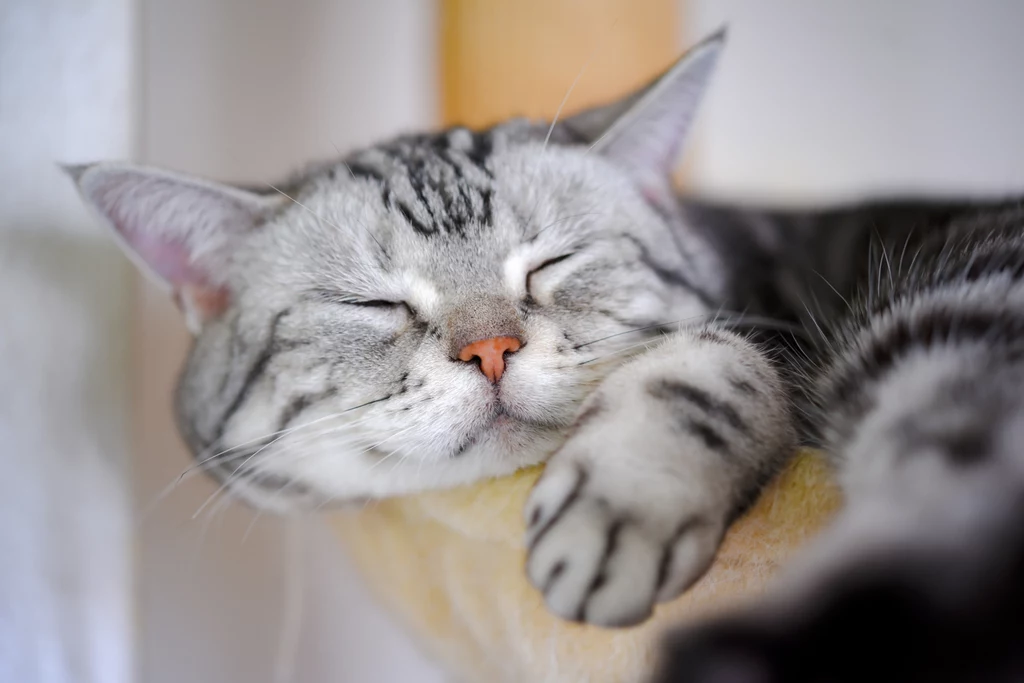 Nadmierna senność u kota może oznaczać, że czuje się niekochany