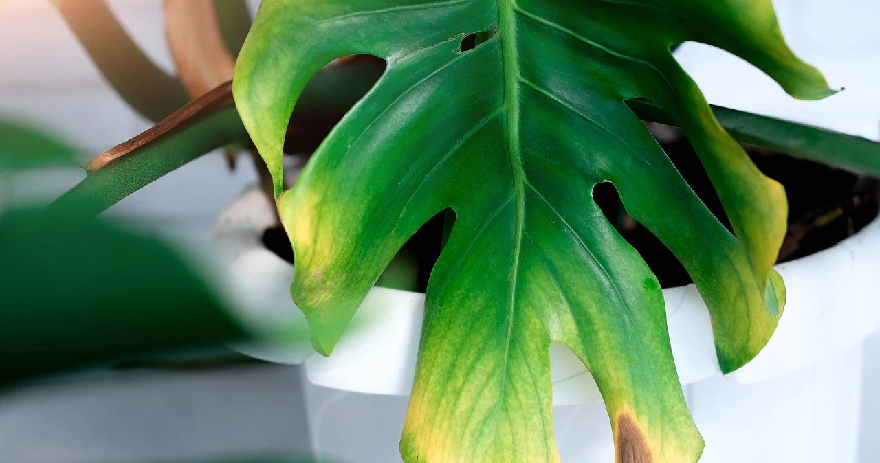 creeping mazus plant Mazus reptans 'Alba' Creeping White for Sale