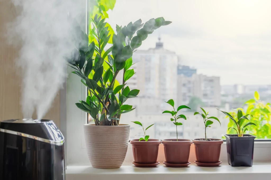 Nawilżacz powietrza zapewni roślinom dobre warunki do wzrostu