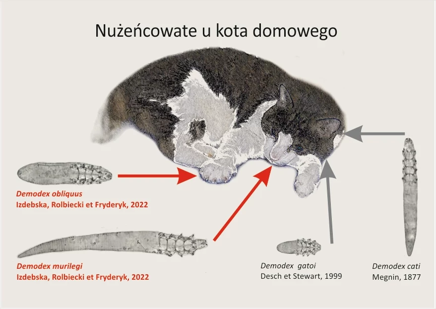 Pasożyty odkryte przez polskich naukowców atakują pyszczki i łapy kotów domowych