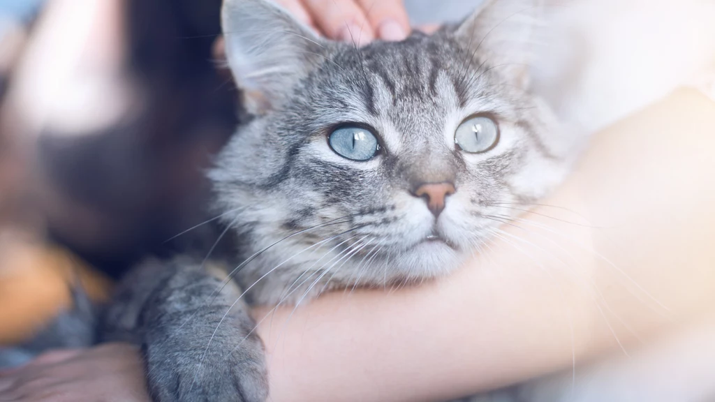 Polskie badaczki i badacze odkryli nowe gatunki pasożytów u kotów domowych