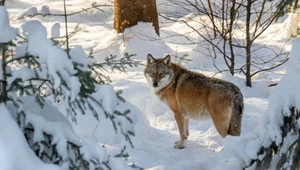 Szwedzi masowo strzelają do wilków. "To katastrofa dla całego ekosystemu"