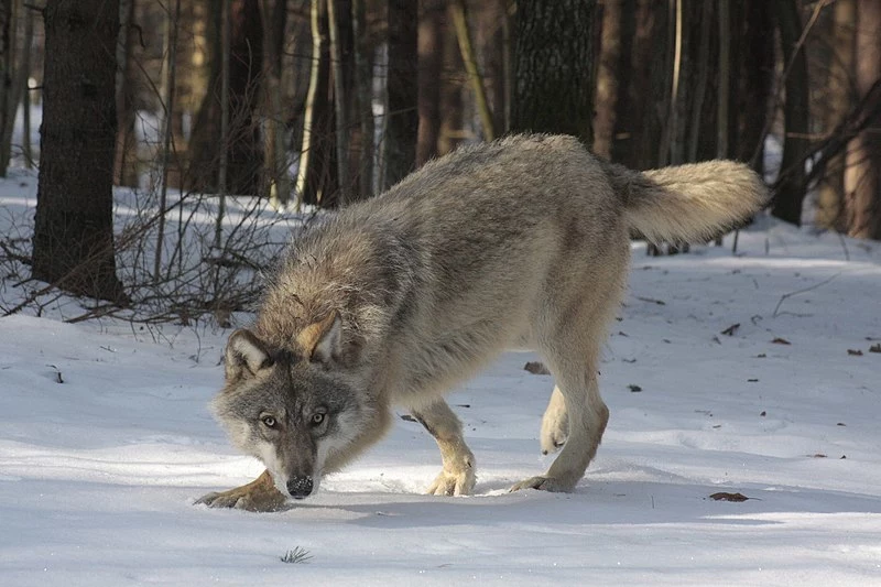 Szwecja planuje największy odstrzał wilków w historii Szwecja planuje największy odstrzał wilków w historii