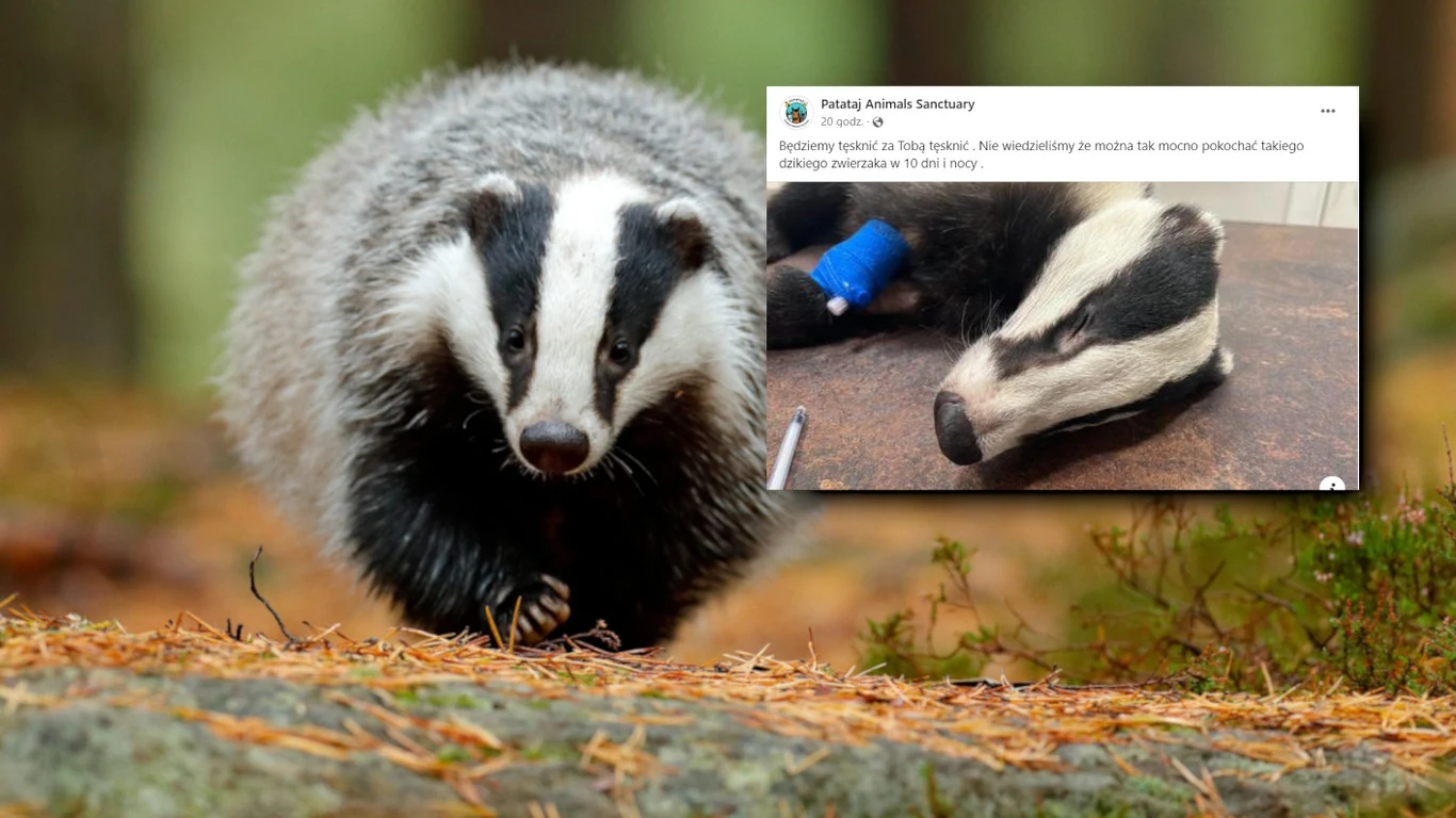 Nie żyje borsuk Patrycjusz, który został znaleziony w woj. dolnośląskim zaraz przed Bożym Narodzeniem. Walka o jego życie trwała 10 dni Nie żyje borsuk Patrycjusz, który został znaleziony w woj. dolnośląskim zaraz przed Bożym Narodzeniem. Walka o jego życie trwała 10 dni