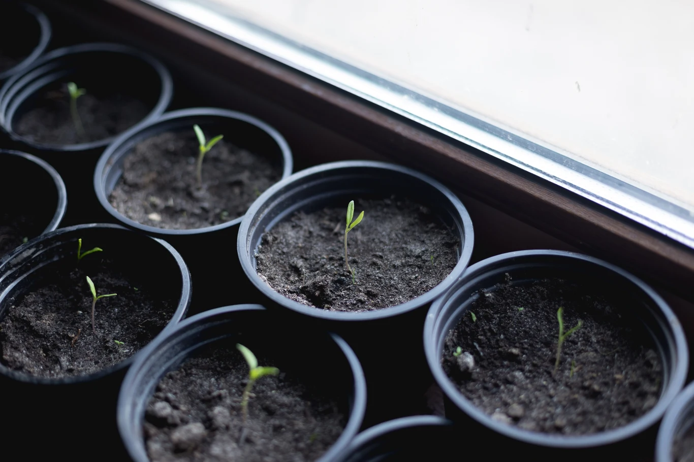 Na kiełki roślin nie trzeba długo czekać