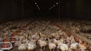Ptasia grypa w Czechach. Kilkaset tysięcy ptaków poniesie śmierć