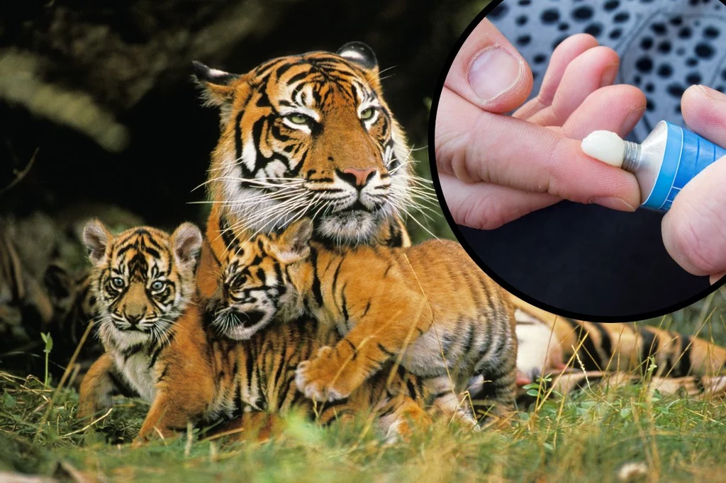 Maść tygrysia ma wszechstronne działanie. Przede wszystkim leczy ból i działa przeciwzapalnie