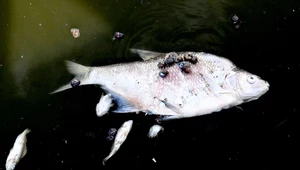  Znaleziono dziesiątki martwych ryb w czeskim dorzeczu Odry