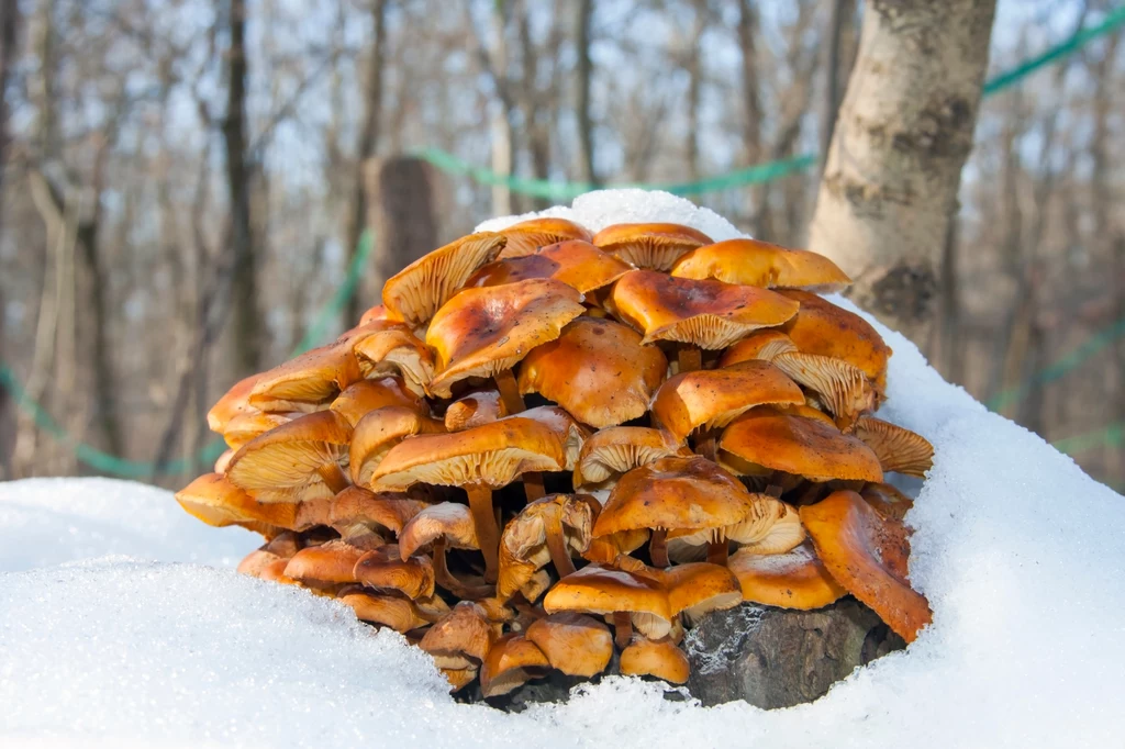 Zimowe grzyby mają wyjątkowy smak