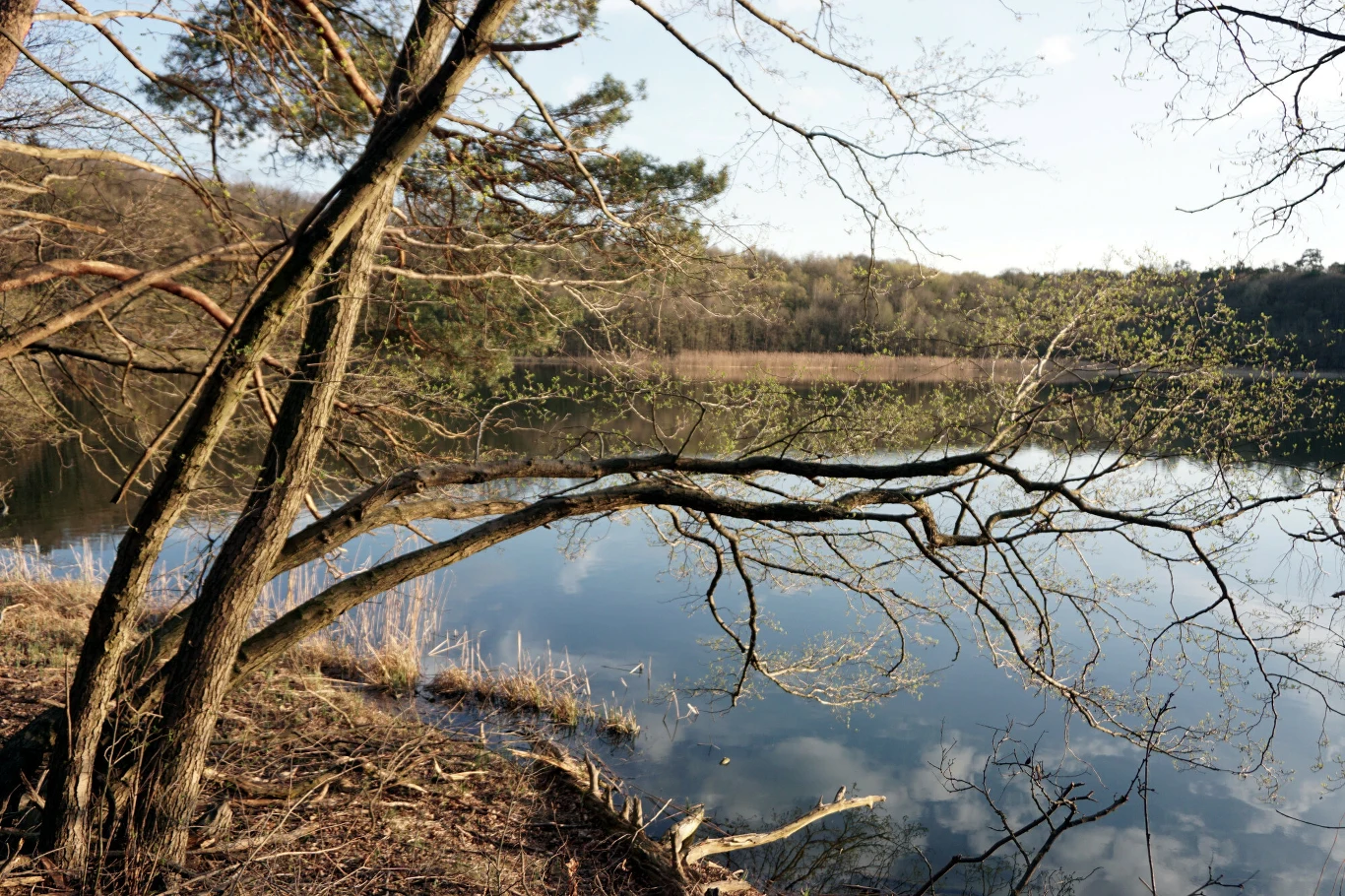 Jezioro Góreckie w Wielkopolsce. To tu znajduje się Wyspa Zamkowa