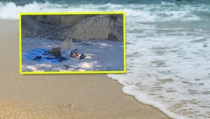 Nowa Zelandia: Zorganizowali na plaży piknik. Przerwał go nieproszony gość