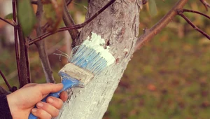 Styczniowe bielenie drzew. Czemu służy i jak je wykonać?