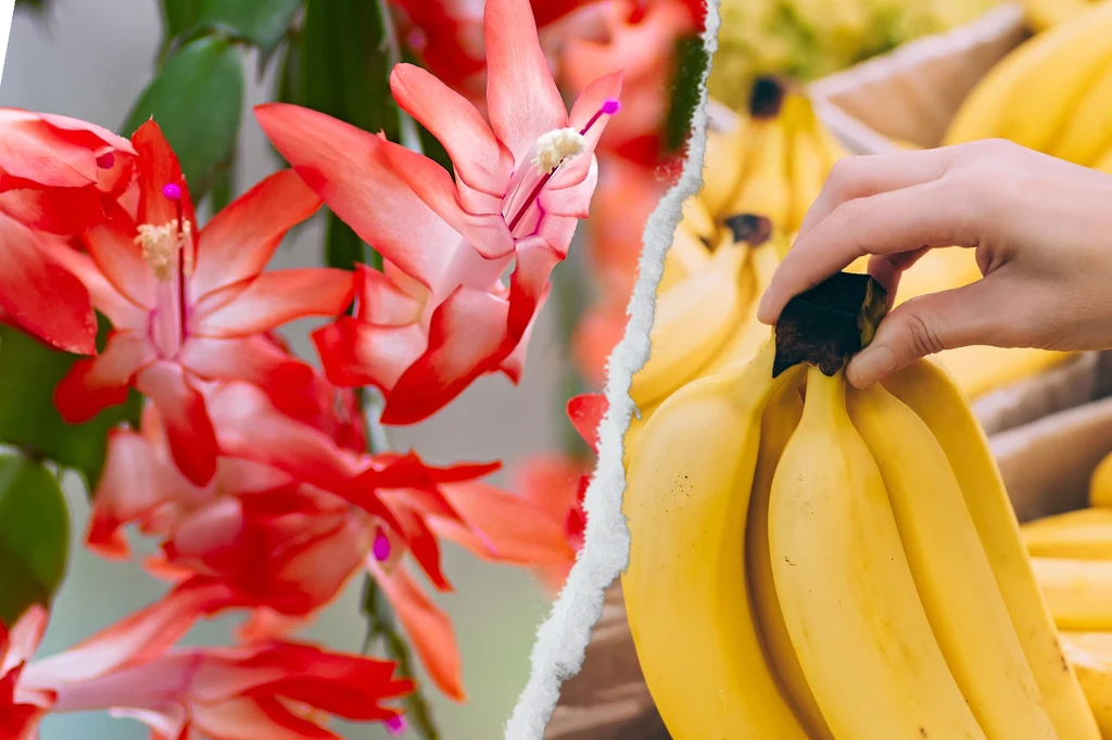 Dzięki domowej odżywce grudnik zamieni się w parasol pięknych kwiatów Dzięki domowej odżywce grudnik zamieni się w parasol pięknych kwiatów