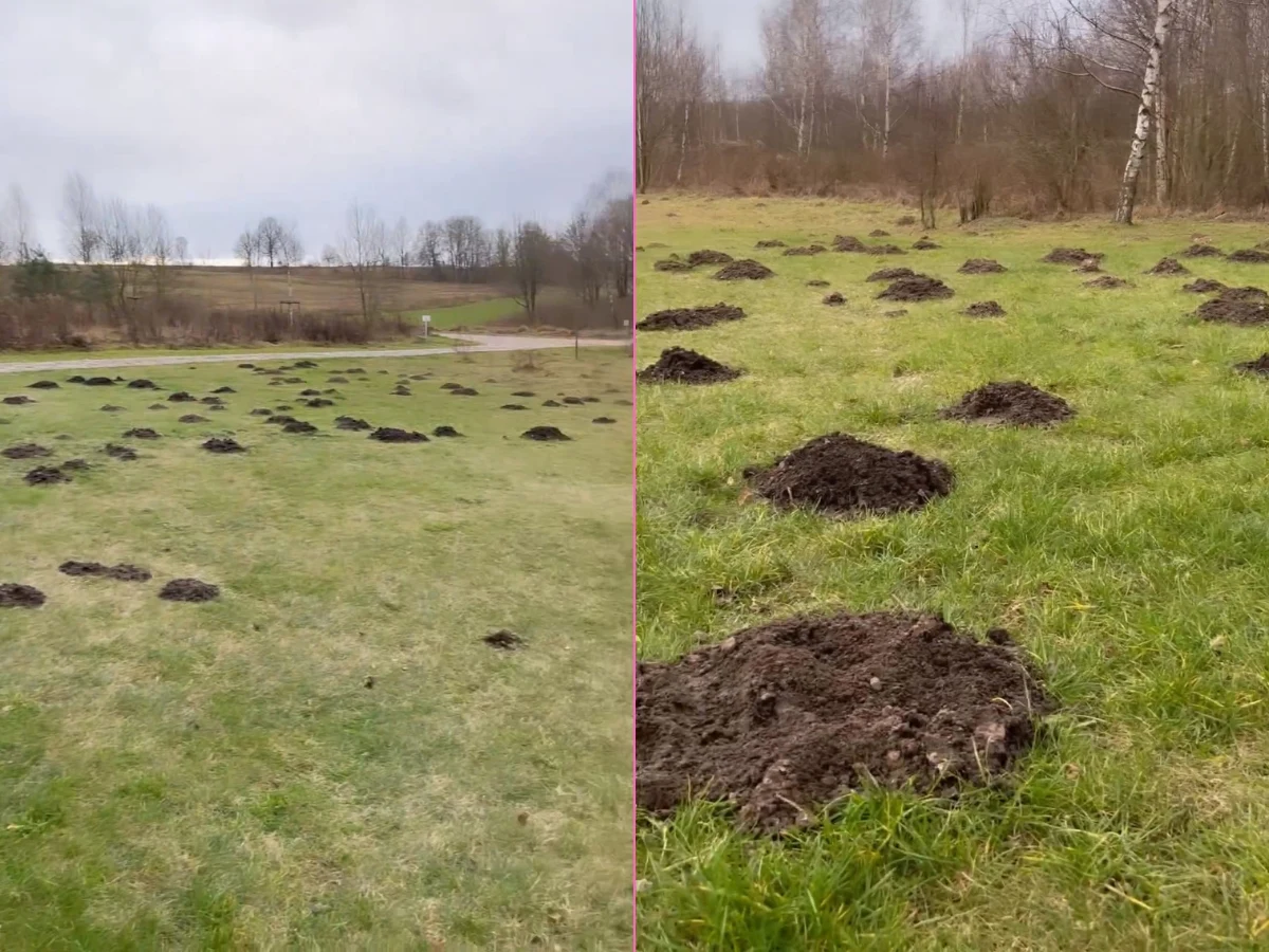 Dorota Chotecka Dorota Chotecka