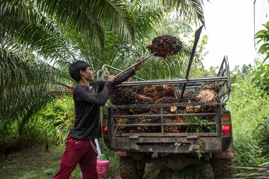 Na plantacjach palmy olejowej często są zatrudniani słabo opłacani pracownicy. 