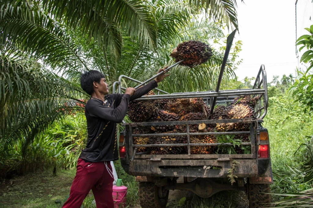 Na plantacjach palmy olejowej często są zatrudniani słabo opłacani pracownicy. 