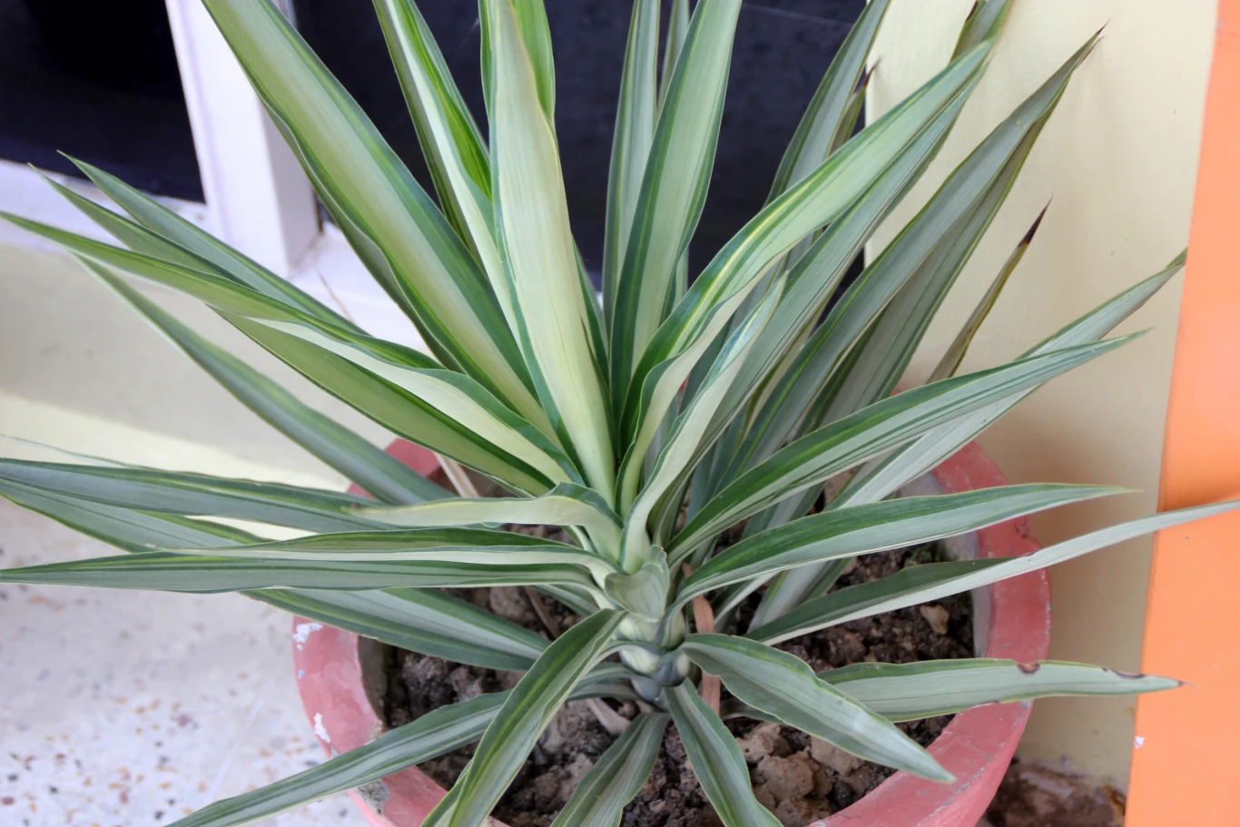 Juka powinna stać w słonecznym miejscu i być umiarkowanie, ale regularnie podlewana