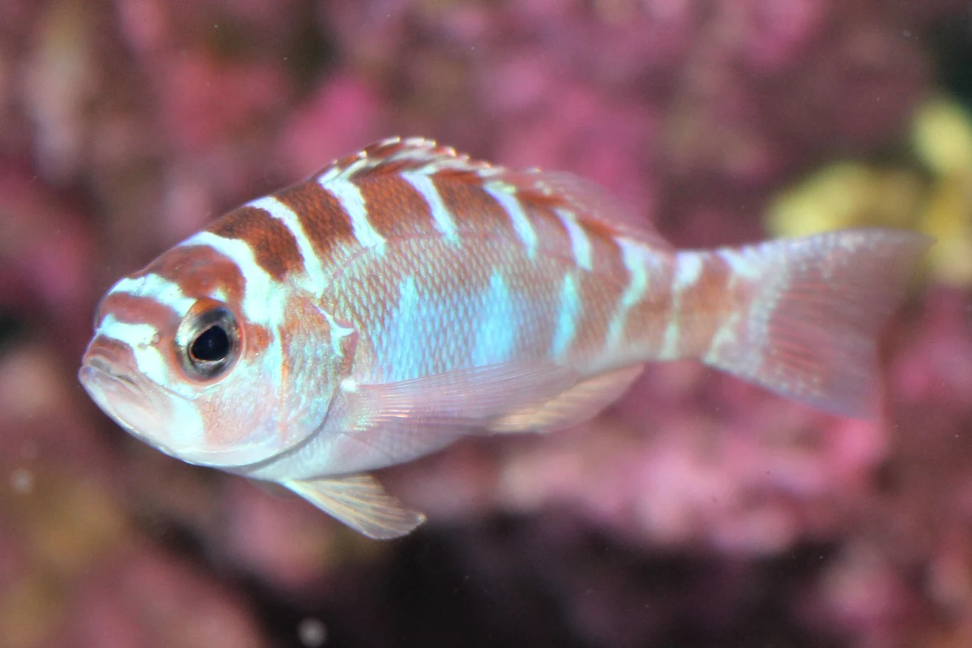 Serranus tortugarum może zmienić płeć nawet 20 razy dziennie.
