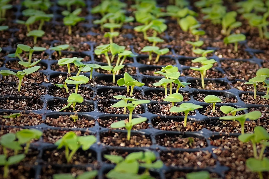 Czas sadzenia dostosujmy do odmiany oraz zaleceń producenta