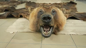 Polscy celnicy zatrzymali przemyt skór niedźwiedzia i żywego żółwia