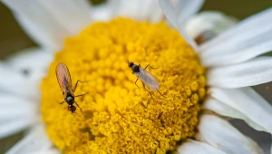 Szybko zapomnisz o ziemiórkach. Wystarczy, że wsypiesz to do doniczki