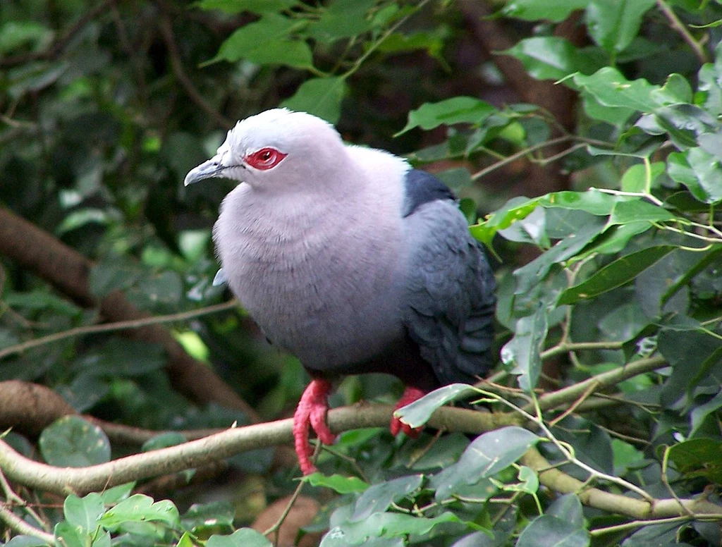 Ducula Pinion występuje endemicznie na Nowej Gwinei