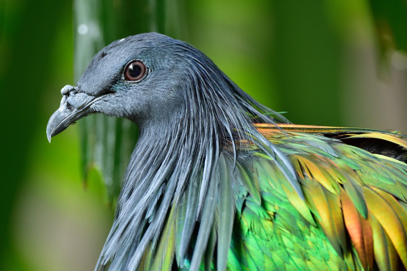 Najbliższy kuzyn dodo.