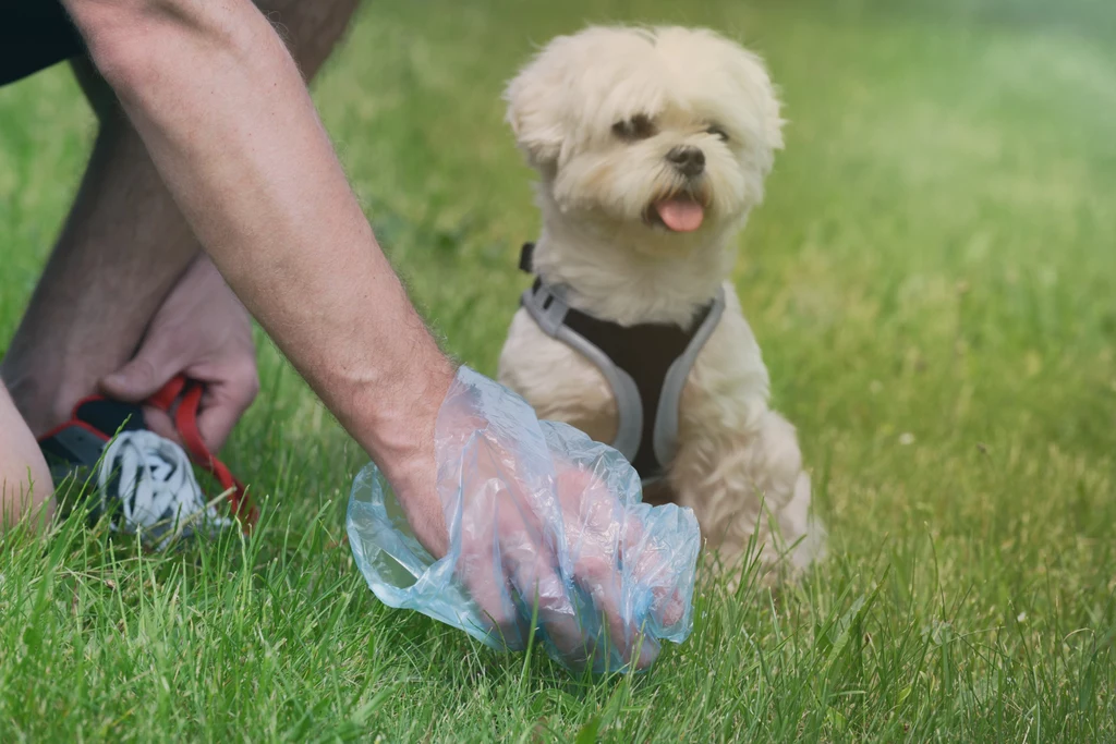 Sprzątanie po swoim psie jest obowiązkiem wynikającym z prawa