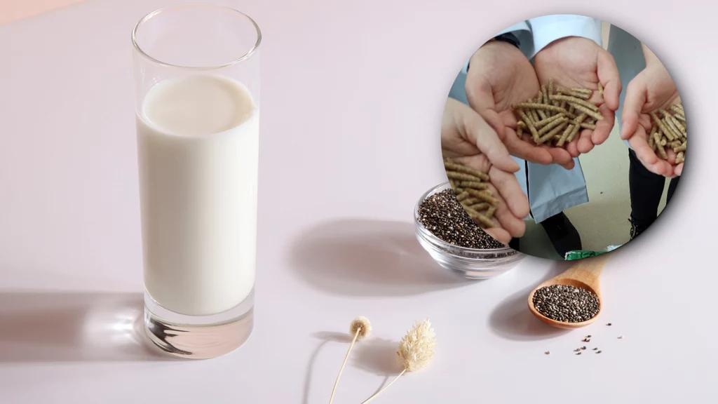 Polscy badacze i badaczki stawiają na tzw. makuchy - produkt uboczny produkcji olejów, z którego można robić np. roślinne mleko 
