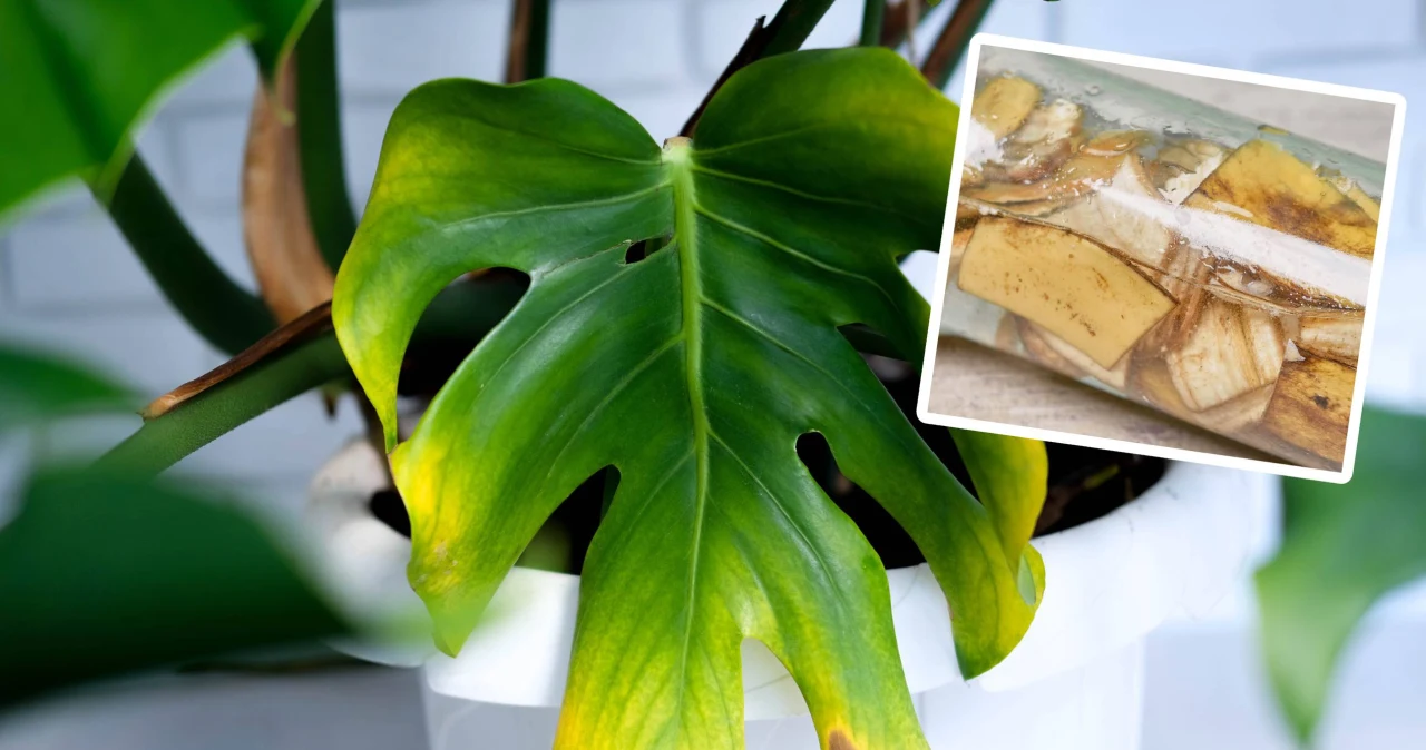 Dlaczego monstera knie? Pielgnacja monstery - Kobieta w INTERIA.PL