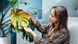 Liście monstery żółkną jesienią? Tak przywrócisz jej zdrowy wygląd