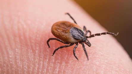 Szczyt sezonu na kleszcze przypada na letni czas. Dobrze więc wiedzieć, jak można się przed nimi uchronić.