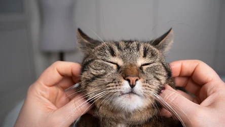 Koty potrafią okazać na kilka sposobów swoje szczęście