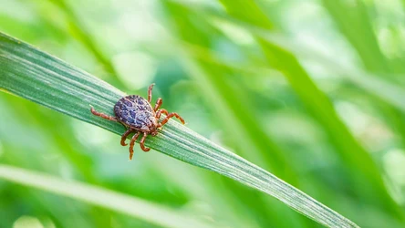 Jak pozbyć się kleszczy z ogrodu? 