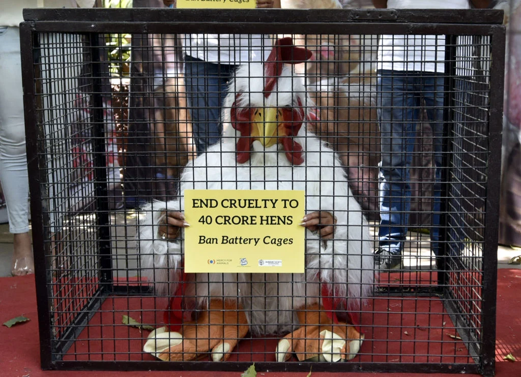 Ciasne klatki powodują liczne zaburzenia u ptaków Ciasne klatki powodują liczne zaburzenia u ptaków