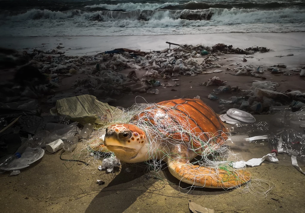 Każdego roku tysiące zwierząt morskich ginie przez zanieczyszczenie plastikiem 