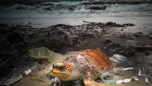 Każdego roku tysiące zwierząt morskich ginie przez zanieczyszczenie plastikiem 